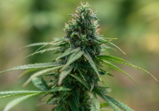 Weed 123