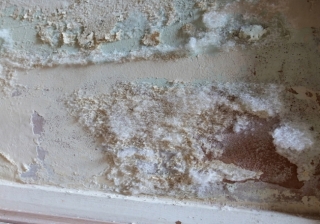 Mould - 033