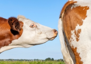 Rural - Farming Smells - 733