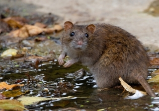 A rat - 881