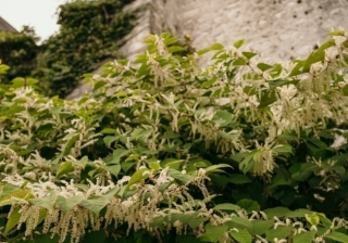 Japanese Knotweed - 030