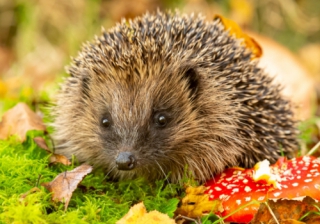 Top tips for wildlife gardening at home Wildlife 350