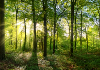 Preference increasing for natural public spaces in today’s urban design woodland 552